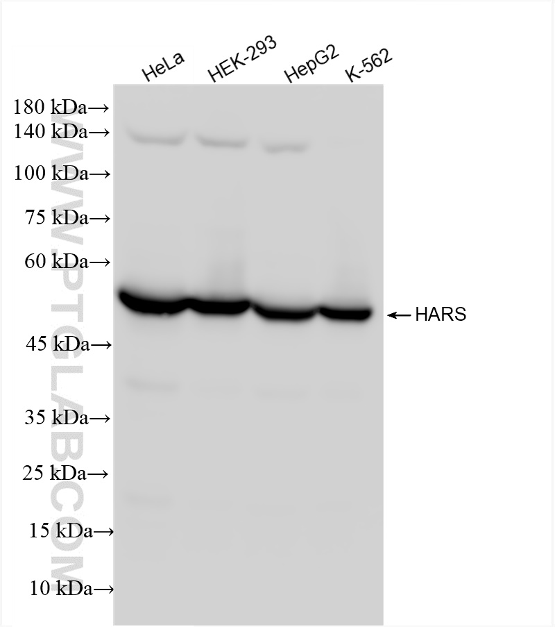 Various lysates were subjected to SDS PAGE followed by western blot with 83497-3-RR (HARS antibody) at dilution of 1:10000 incubated at room temperature for 1.5 hours. WB analysis using 83497-3-RR