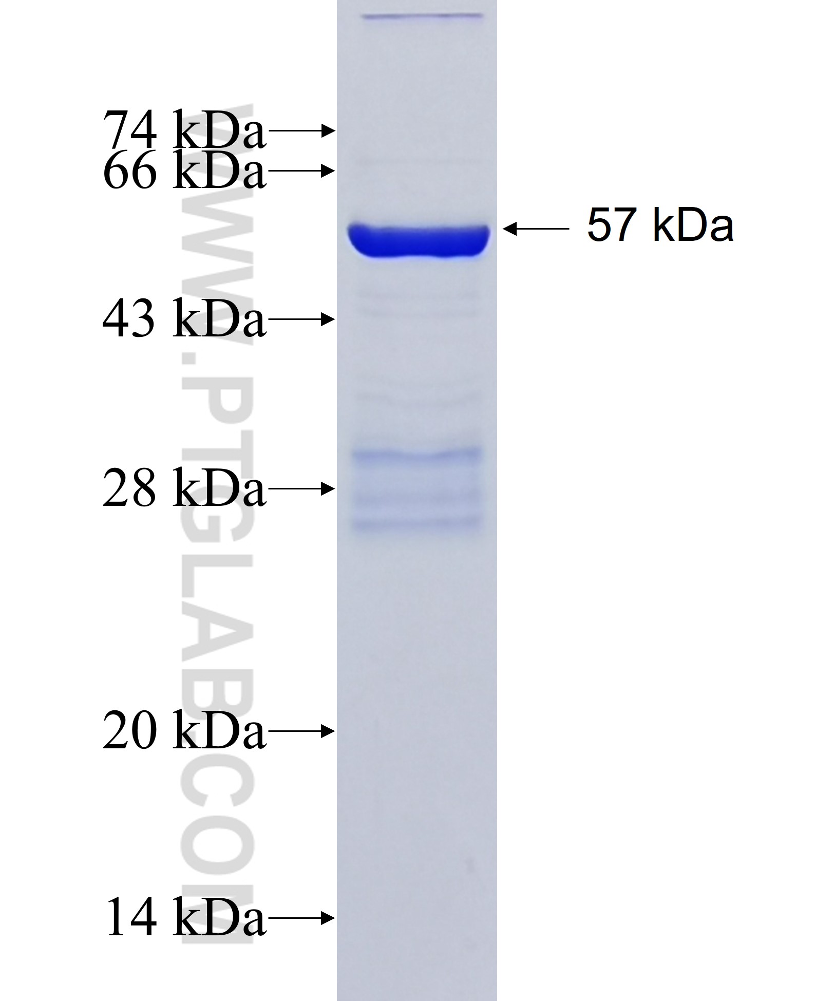 HARS fusion protein Ag9333 SDS-PAGE