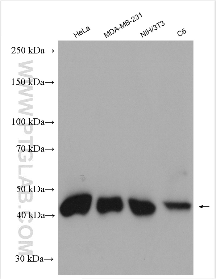 WB analysis using 11432-1-AP