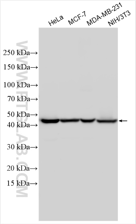 Various lysates were subjected to SDS PAGE followed by western blot with 11432-1-AP (HAT1 antibody) at dilution of 1:15000 incubated at room temperature for 1.5 hours. WB analysis using 11432-1-AP