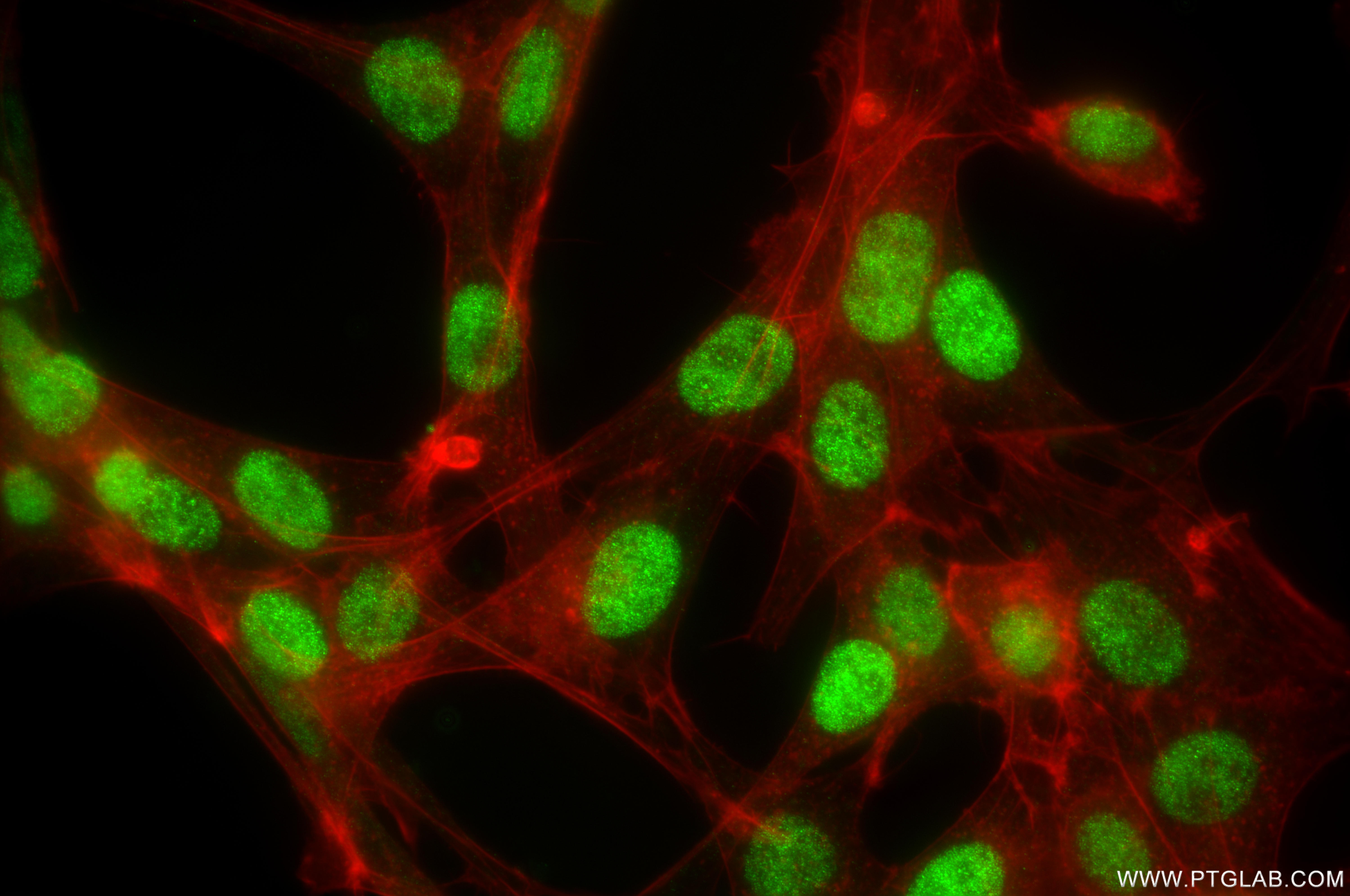 IF Staining of NIH/3T3 using 86815-1-RR IF Staining of NIH/3T3 using 86815-1-RR
