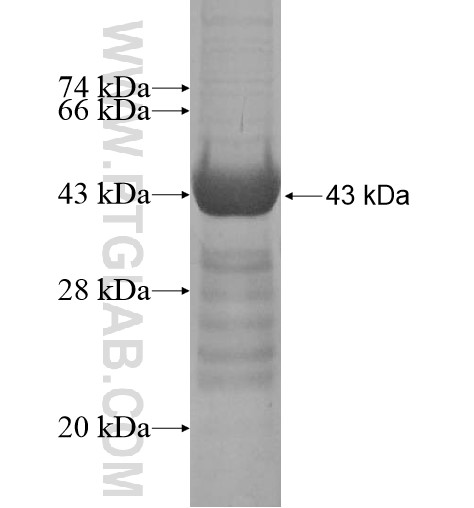 HAUS4 fusion protein Ag13774 SDS-PAGE HAUS4 fusion protein Ag13774 SDS-PAGE