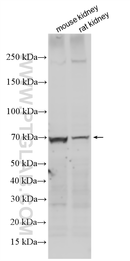 WB analysis using 30948-1-AP
