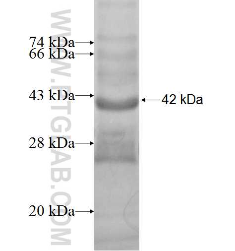 HAVCR2 fusion protein Ag2459 SDS-PAGE