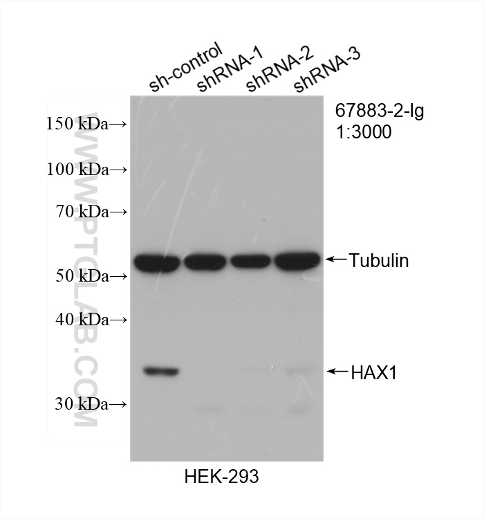 WB analysis of HEK-293 using 67883-2-Ig