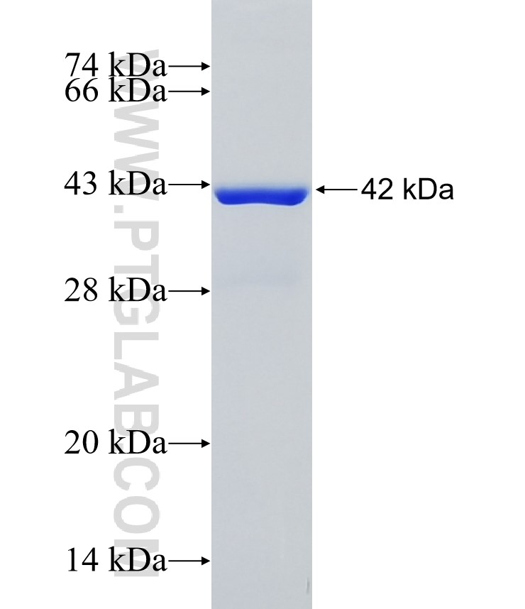 HBE1 fusion protein Ag3026 SDS-PAGE