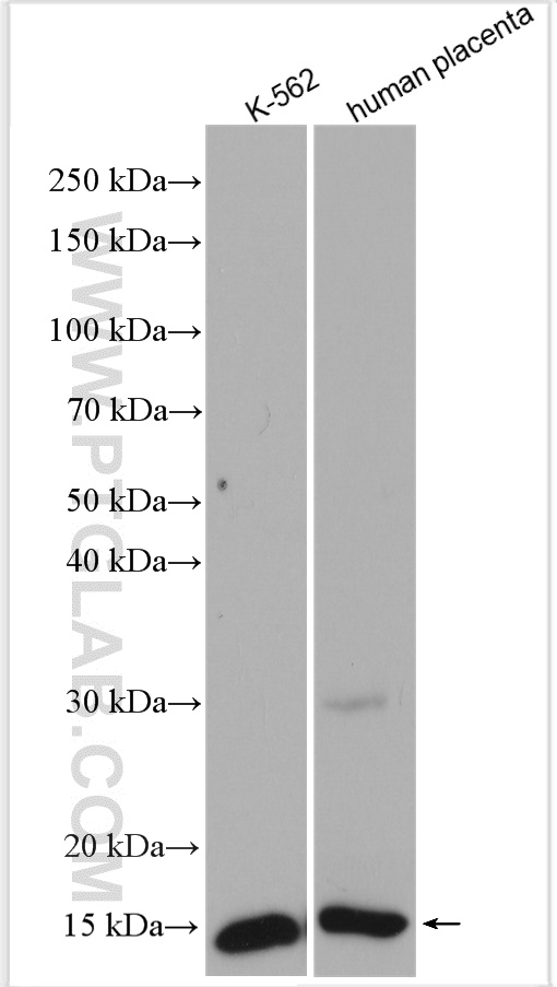 WB analysis using 25728-1-AP