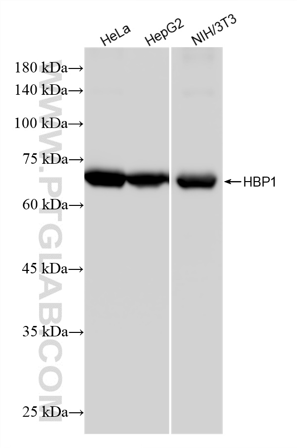WB analysis using 87616-1-RR (same clone as 87616-1-PBS)