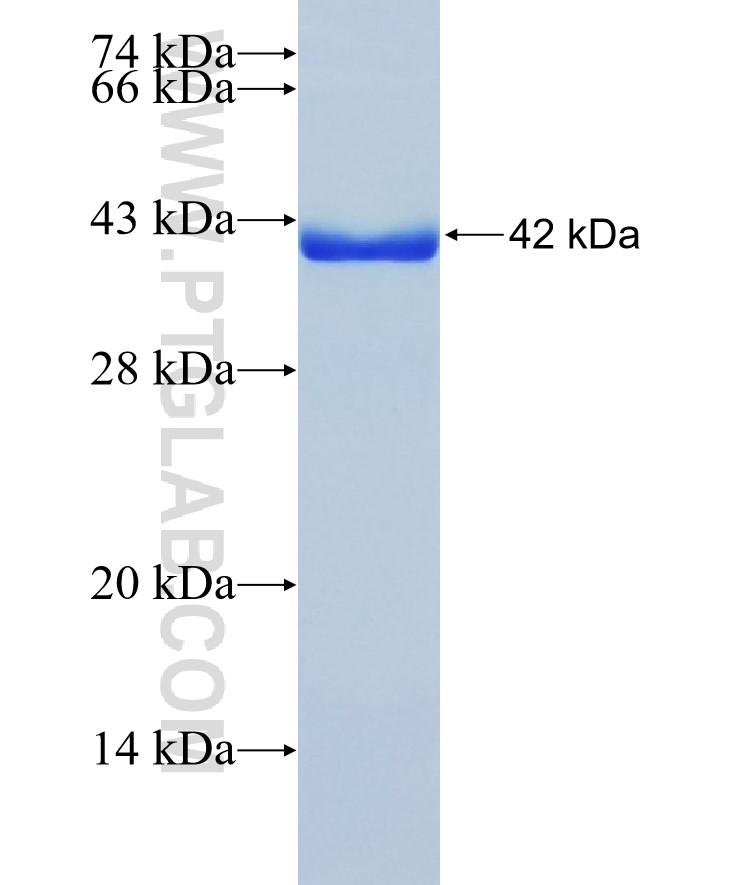 HBP1 fusion protein Ag37531 SDS-PAGE