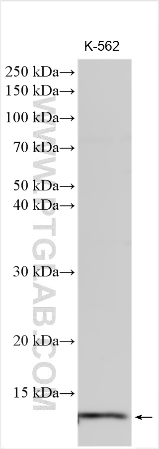 WB analysis using 16706-1-AP