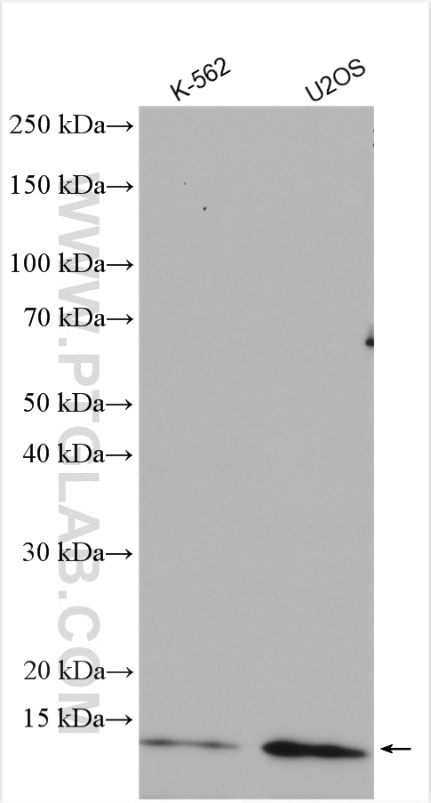 WB analysis using 14492-1-AP