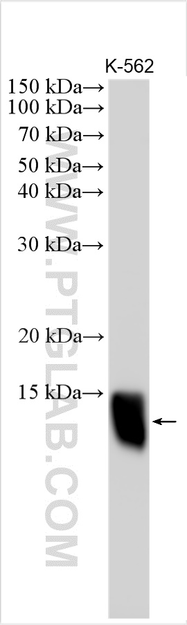 WB analysis using 17284-1-AP