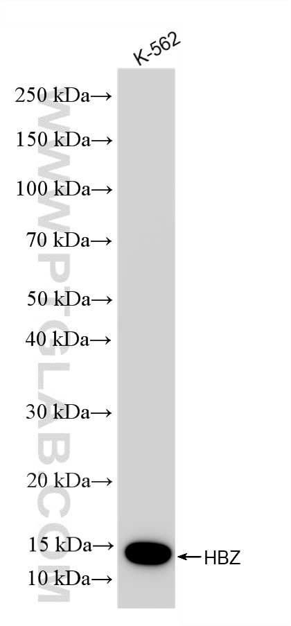 WB analysis using 86879-3-RR