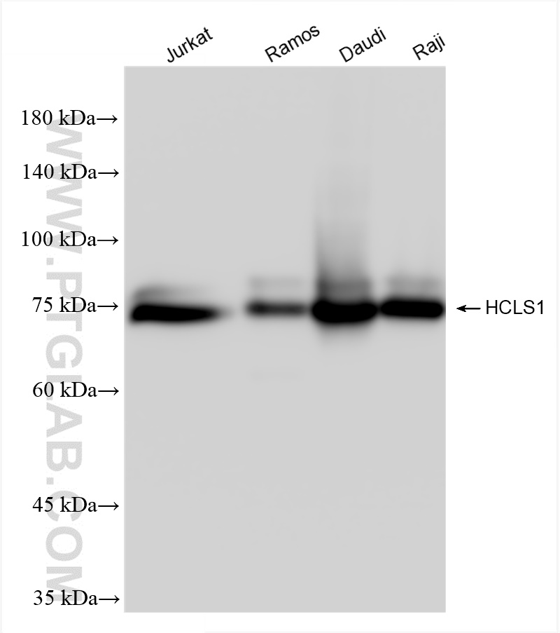 WB analysis using 85114-1-RR (same clone as 85114-1-PBS)