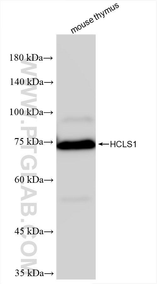 WB analysis of mouse thymus using 85114-1-RR (same clone as 85114-1-PBS)