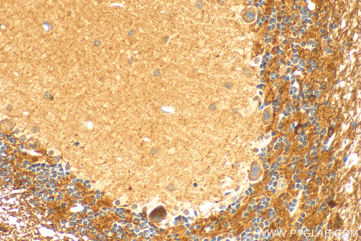 IHC staining of mouse cerebellum using 30946-1-AP