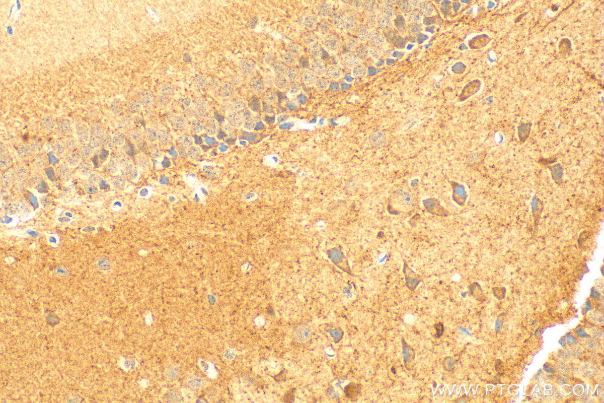 IHC staining of mouse brain using 30946-1-AP