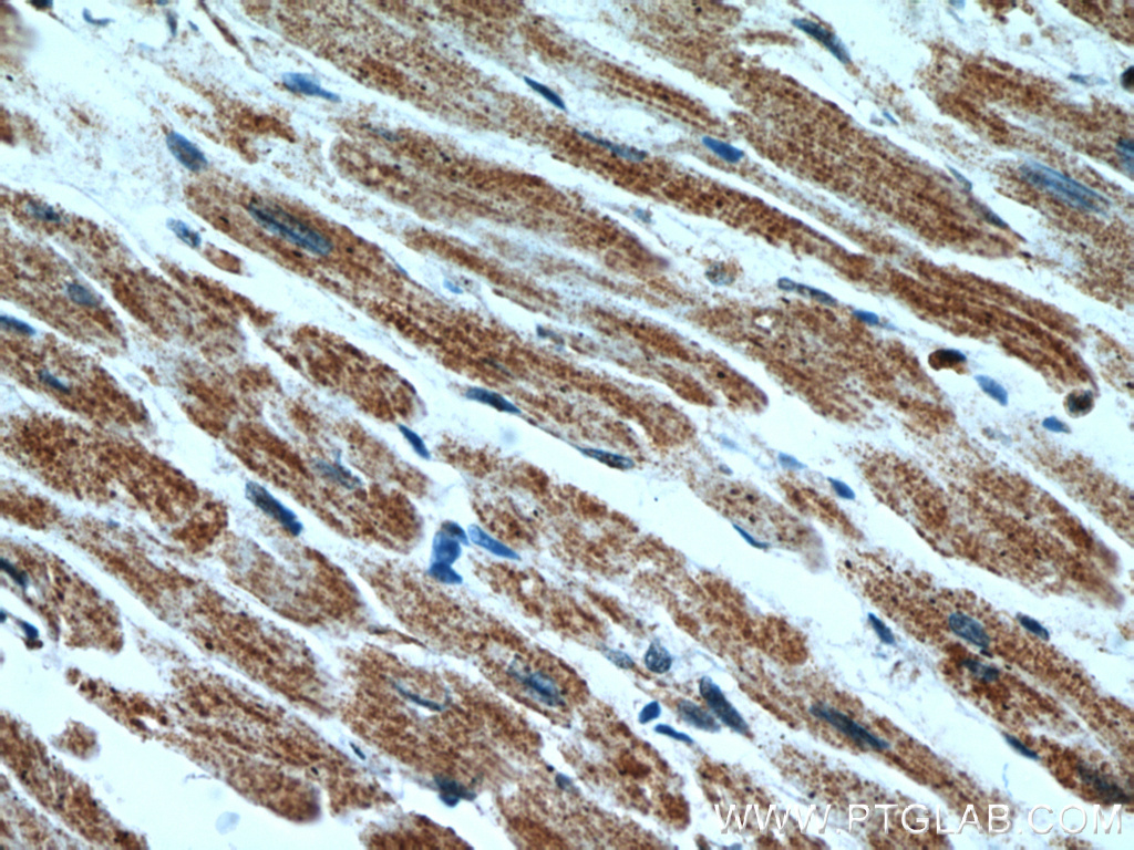 HCN2 Polyclonal antibody