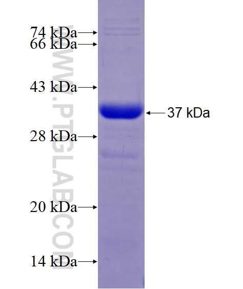 HCN4 fusion protein Ag28965 SDS-PAGE HCN4 fusion protein Ag28965 SDS-PAGE