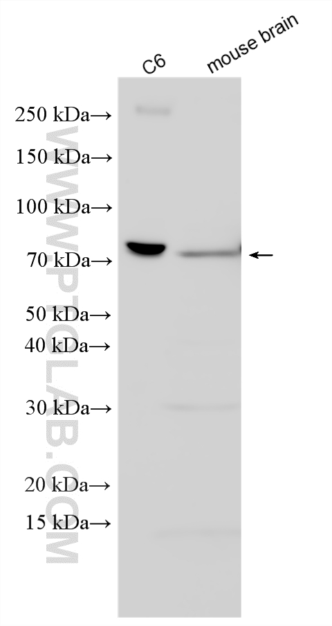 WB analysis using 32859-1-AP