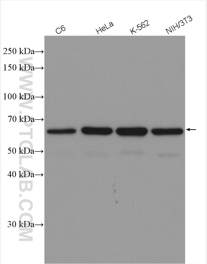 WB analysis using 10197-1-AP