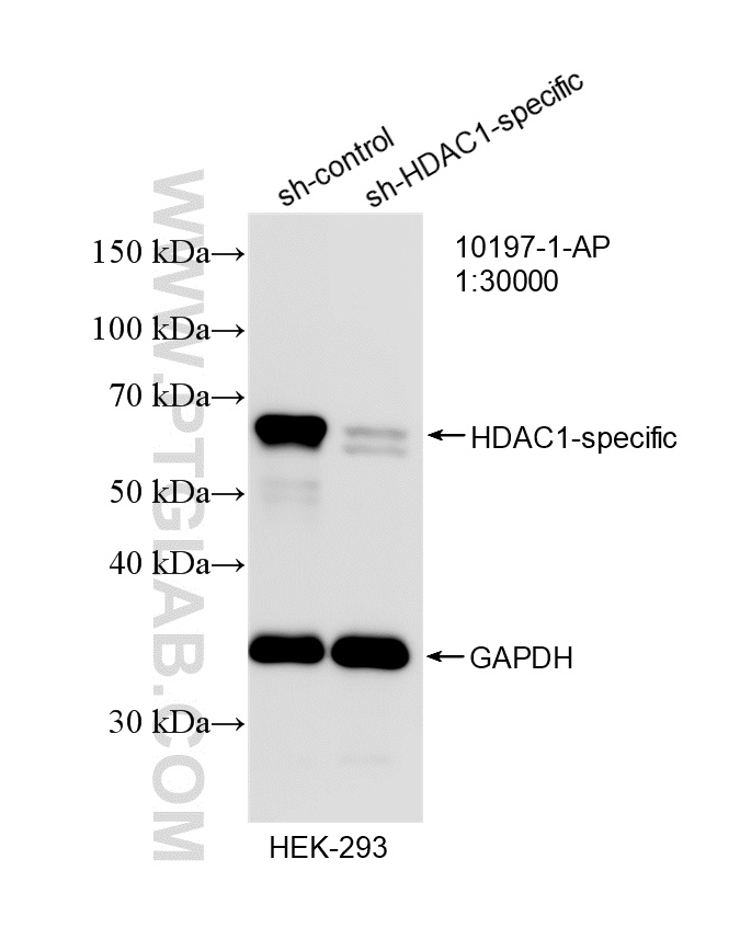 WB analysis of HEK-293 using 10197-1-AP WB analysis of HEK-293 using 10197-1-AP