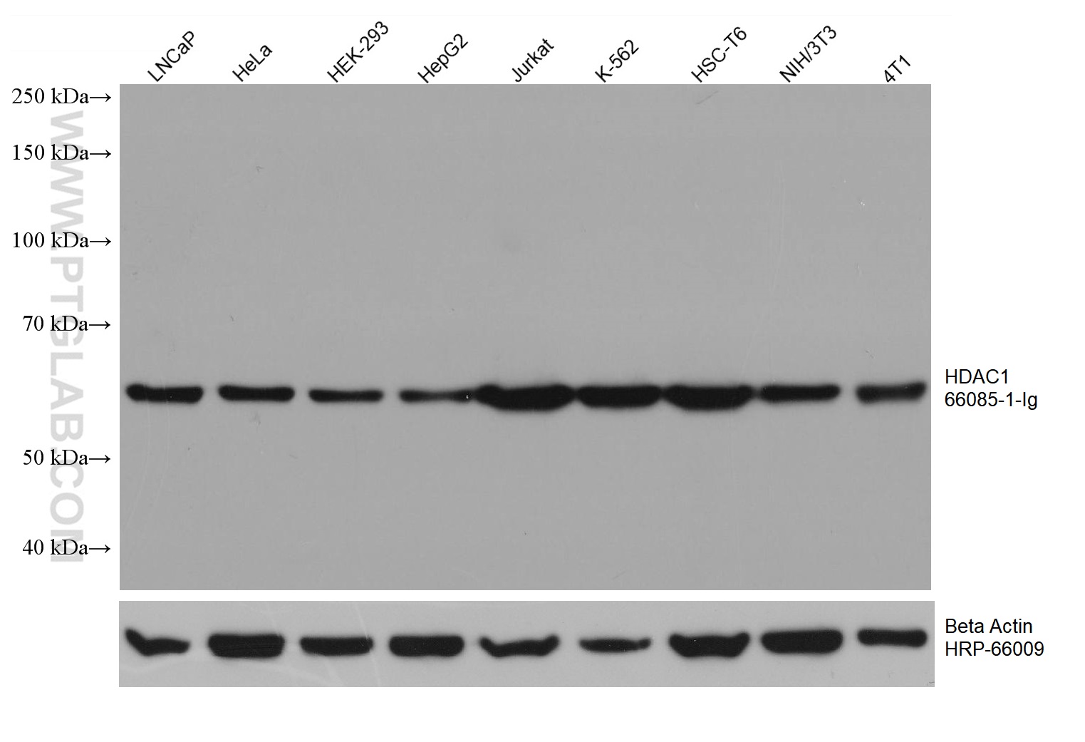 WB analysis using 66085-1-Ig