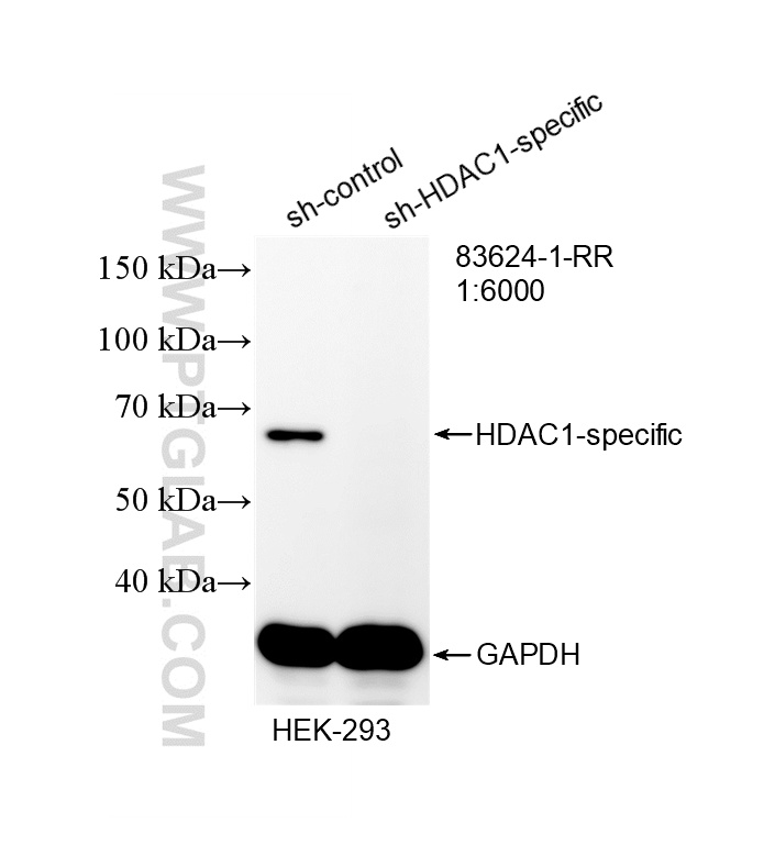WB analysis of HEK-293 using 83624-1-RR (same clone as 83624-1-PBS) WB analysis of HEK-293 using 83624-1-RR (same clone as 83624-1-PBS)