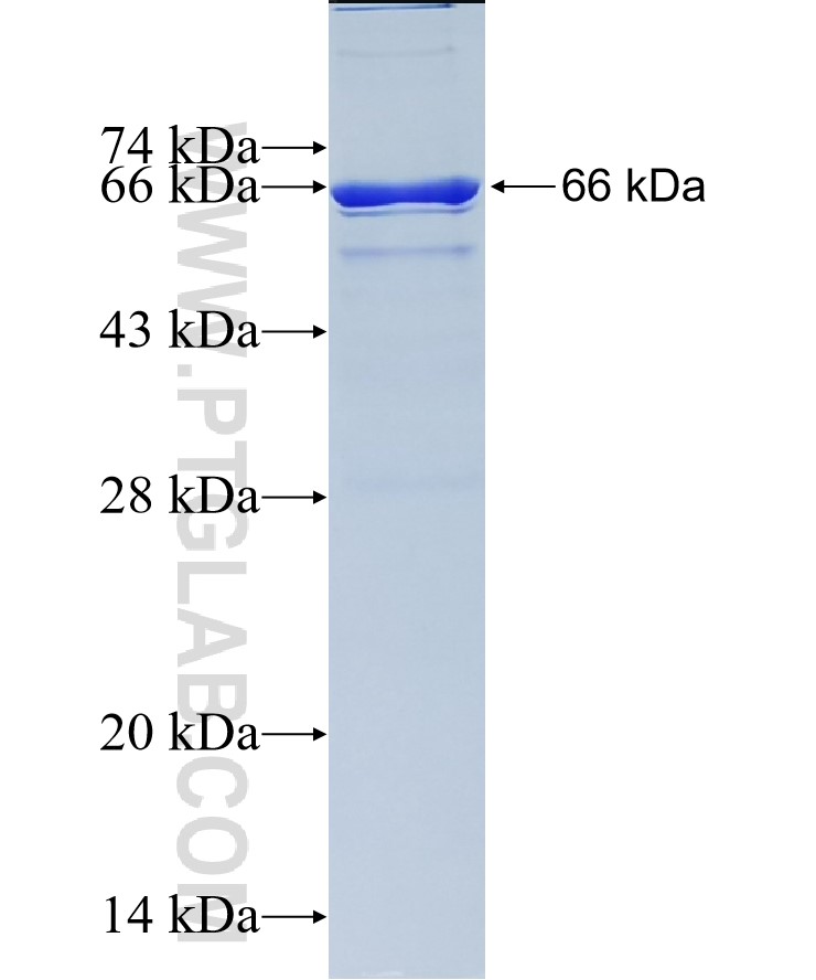 HDAC1 fusion protein Ag0256 SDS-PAGE