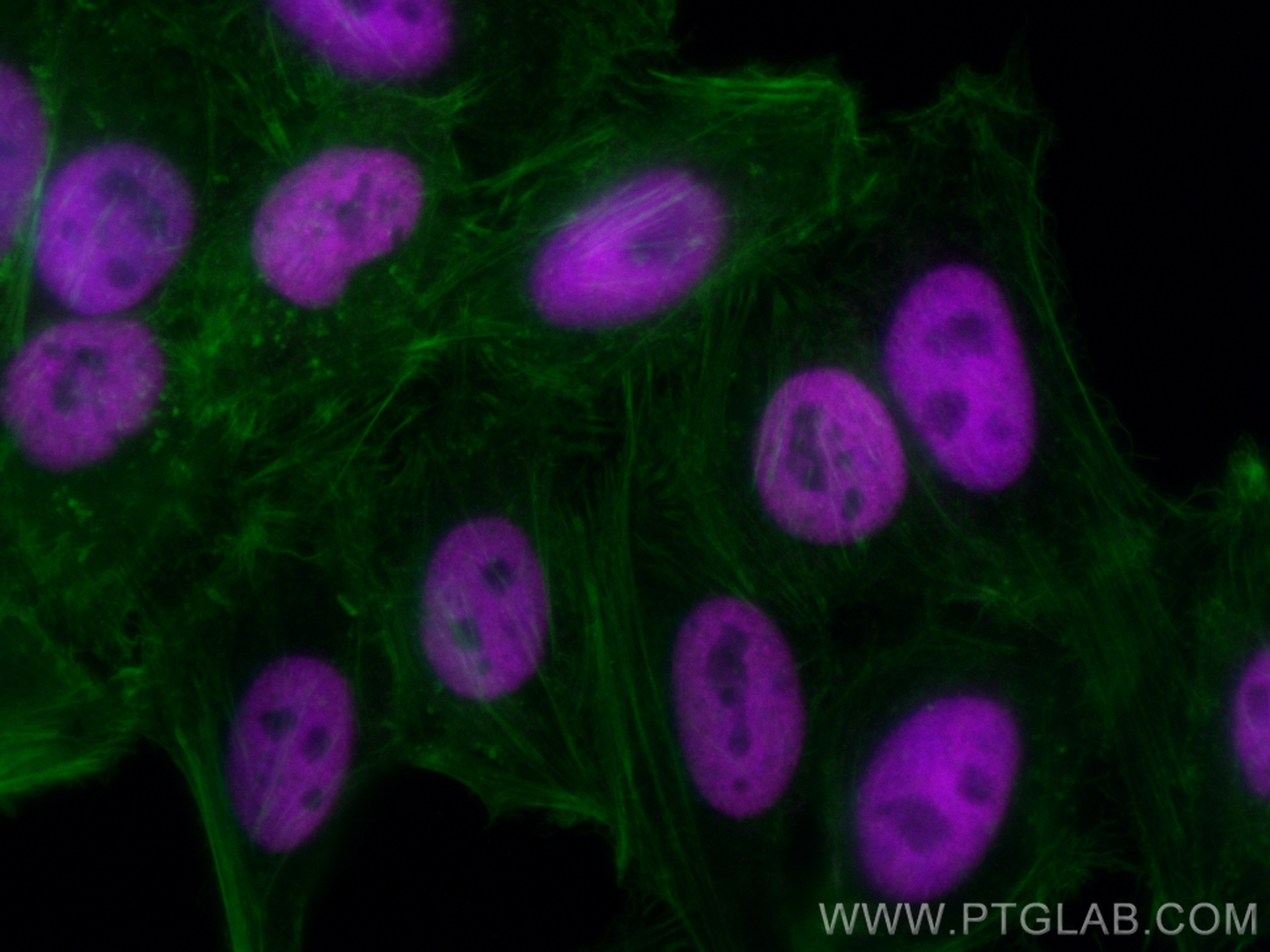 IF Staining of HepG2 using CL647-12922