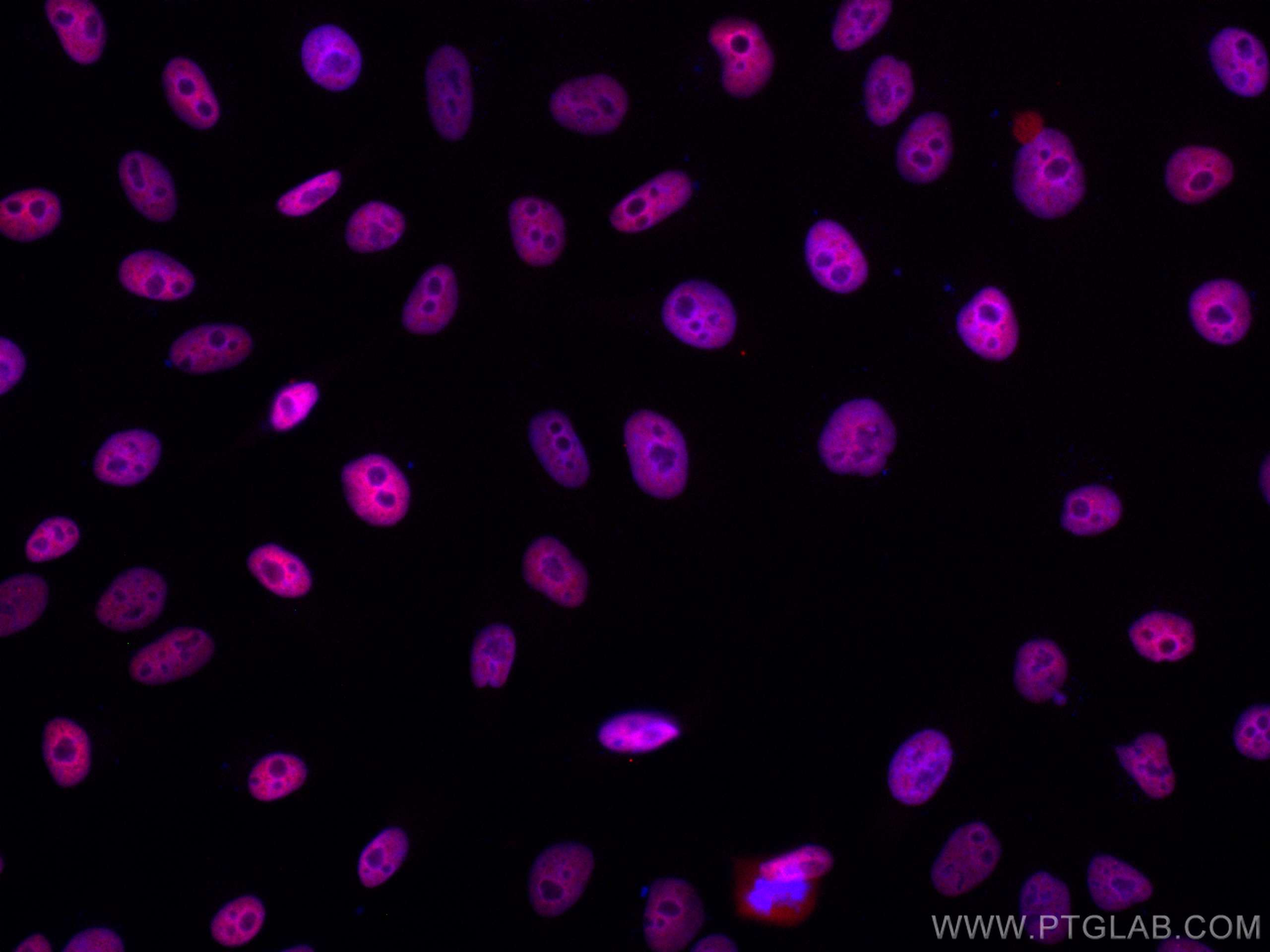 IF Staining of HepG2 using CL647-67165