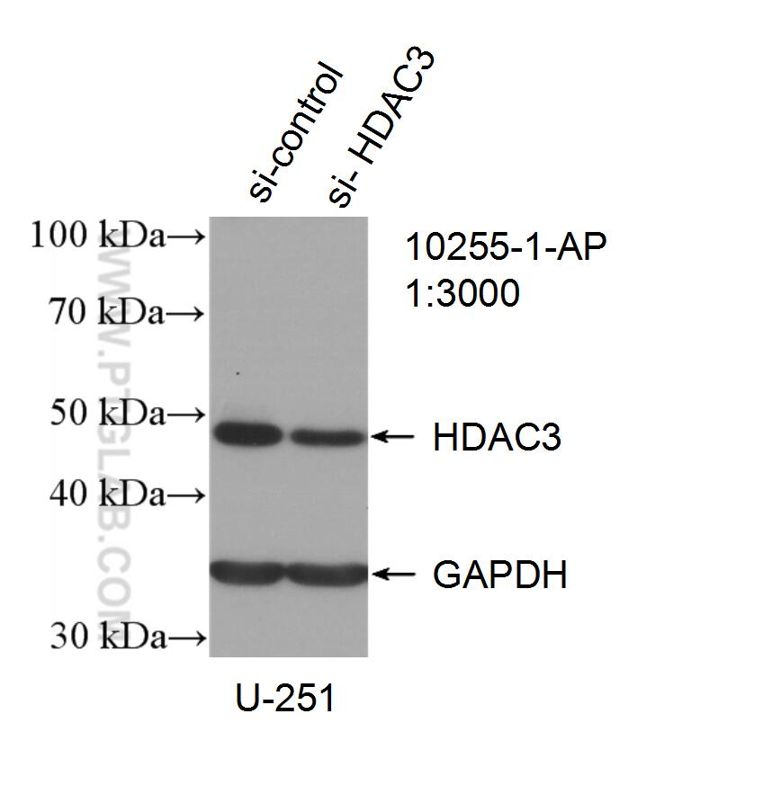 WB analysis of U-251 using 10255-1-AP