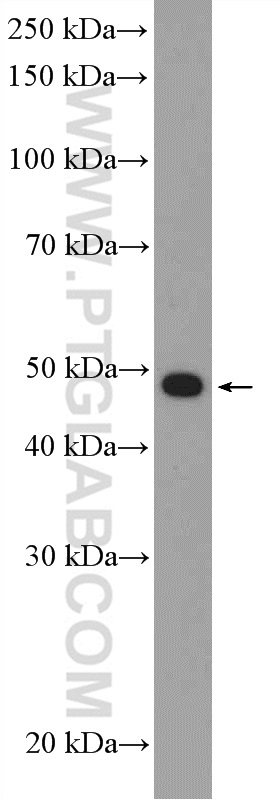 HDAC3 Polyclonal antibody