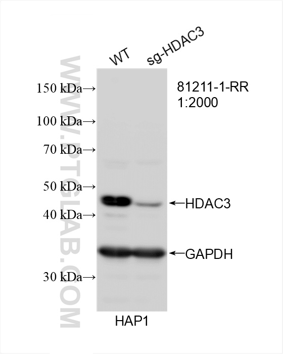 WB analysis of HAP1 using 81211-1-RR (same clone as 81211-1-PBS)