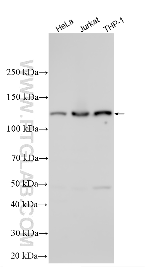 WB analysis using 17449-1-AP