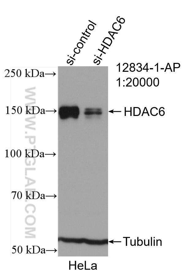 WB analysis of HeLa using 12834-1-AP