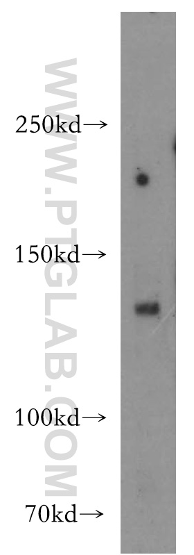 WB analysis of MCF-7 using 16167-1-AP