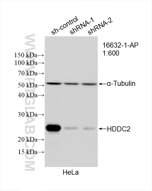 WB analysis of HeLa using 16632-1-AP