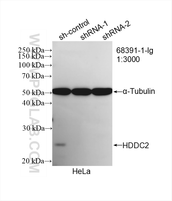 WB analysis of HeLa using 68391-1-Ig
