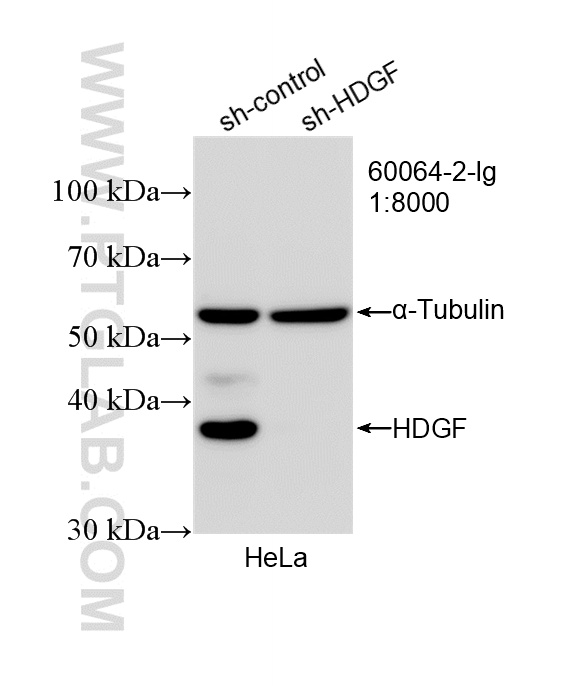 WB analysis of HeLa using 60064-2-Ig WB analysis of HeLa using 60064-2-Ig
