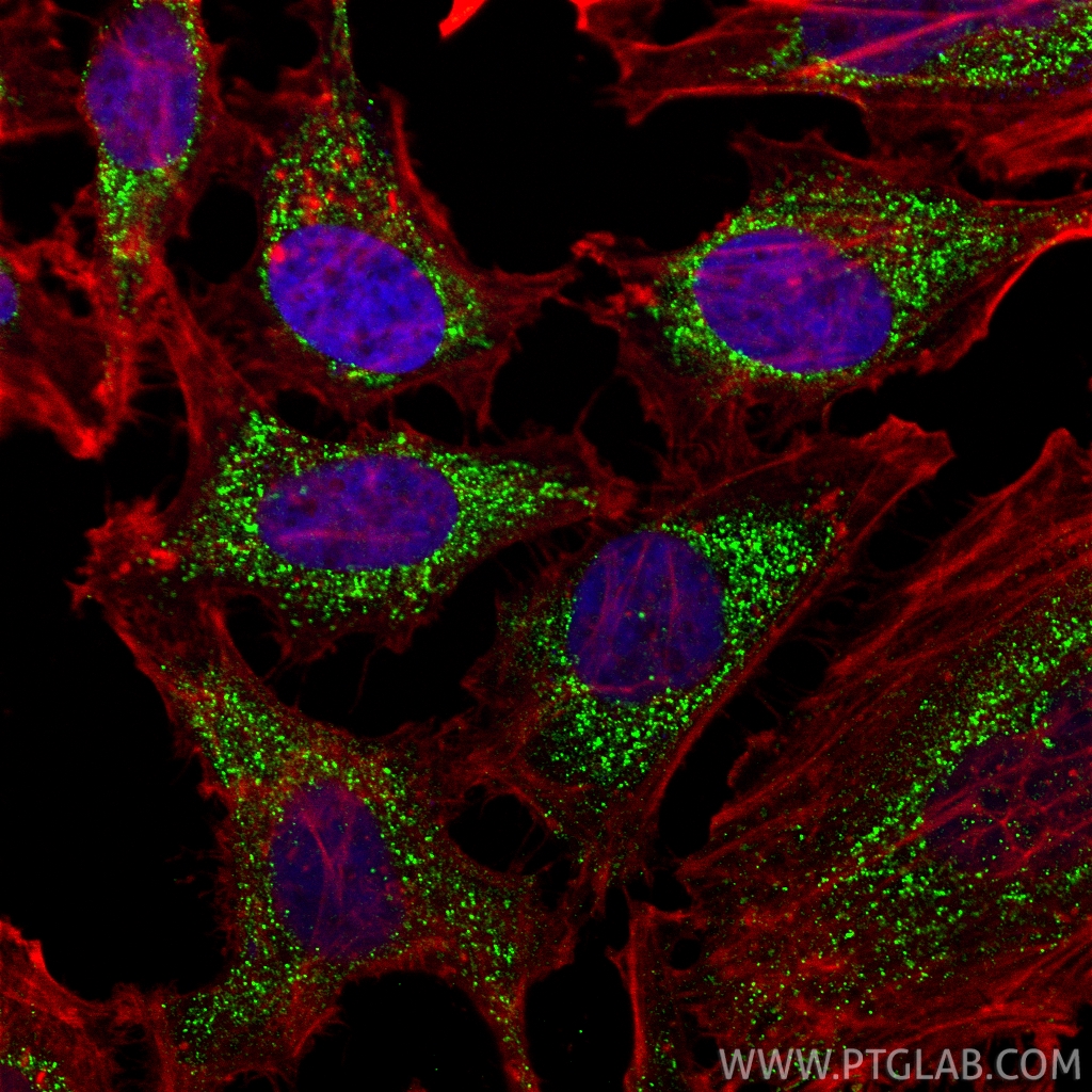 Immunofluorescent analysis of (4% PFA) fixed HeLa cells using HDHD2 antibody (26147-1-AP) at dilution of 1:500 and CoraLite®488-Conjugated Goat Anti-Rabbit IgG(H+L) (<a class='green' href='/productredirect?CatalogNo=SA00013-2' target='_blank'>SA00013-2</a>), CoraLite®594-Phalloidin (red). IF Staining of HeLa using 26147-1-AP