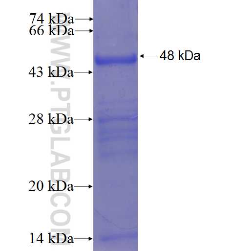 HDHD2 fusion protein Ag23518 SDS-PAGE