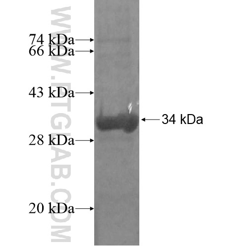 HDHD3 fusion protein Ag14997 SDS-PAGE