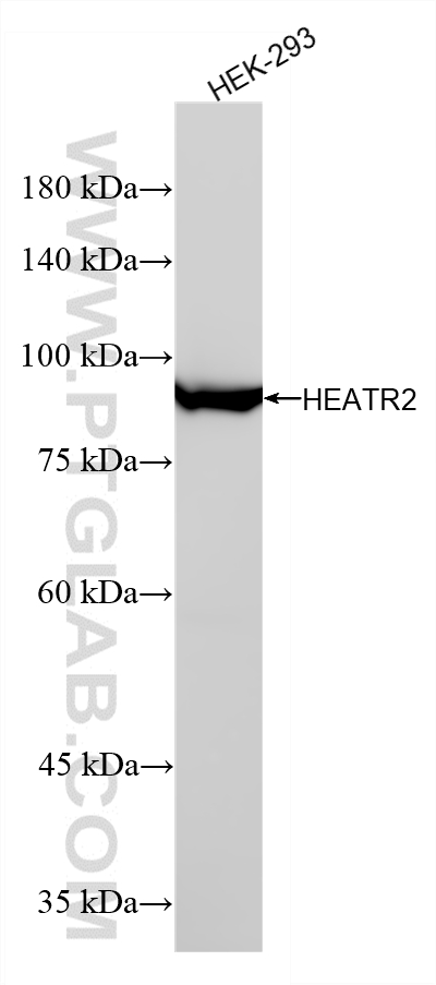 WB analysis of HEK-293 using 87423-1-RR (same clone as 87423-1-PBS) WB analysis of HEK-293 using 87423-1-RR (same clone as 87423-1-PBS)