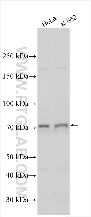 WB analysis using 27335-1-AP