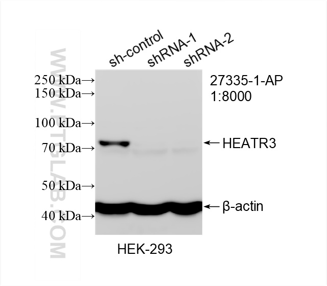 WB analysis of HEK-293 using 27335-1-AP