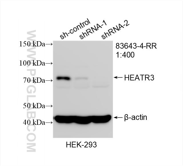 WB analysis of HEK-293 using 83643-4-RR (same clone as 83643-4-PBS)