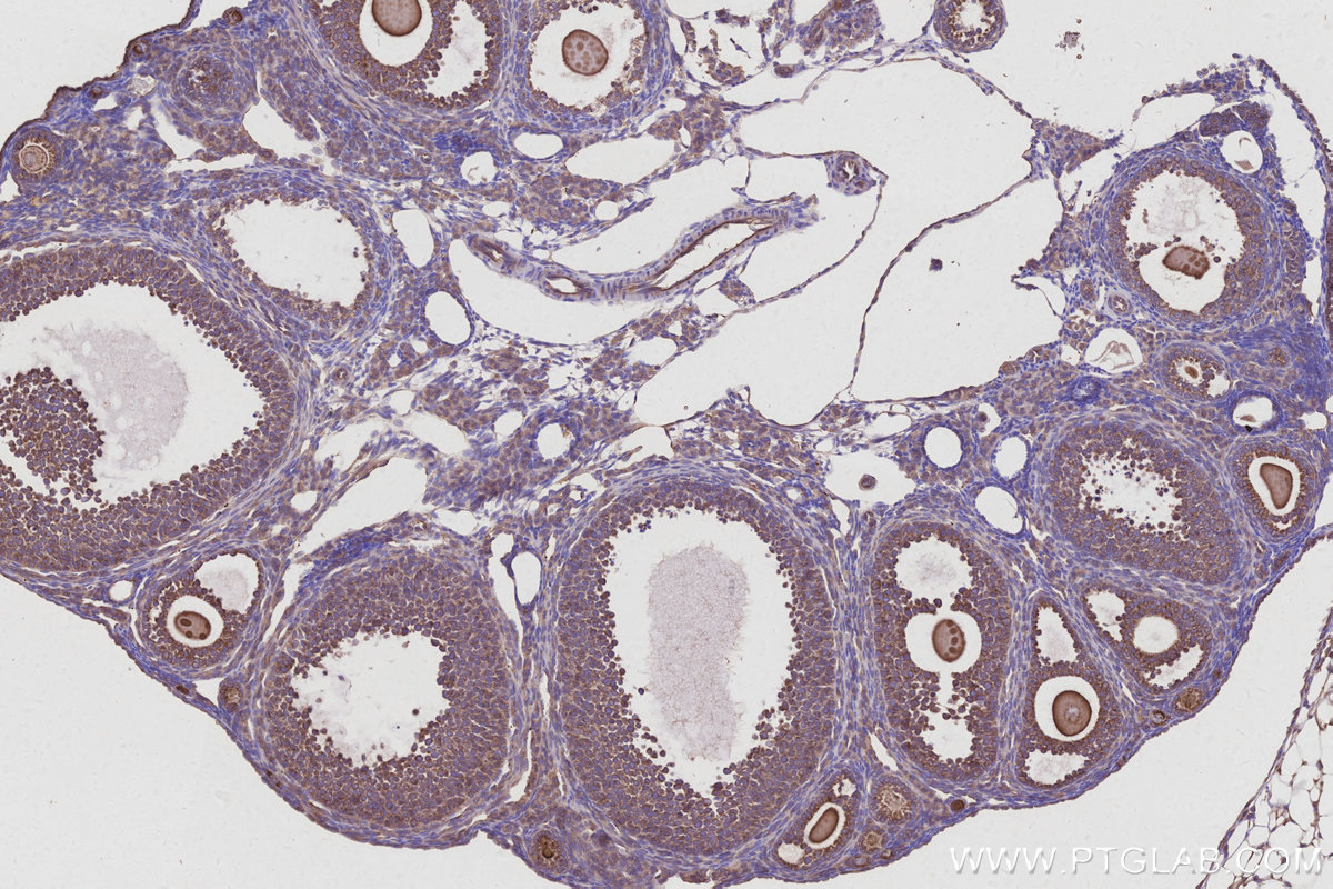 IHC staining of mouse ovary using 32316-1-AP