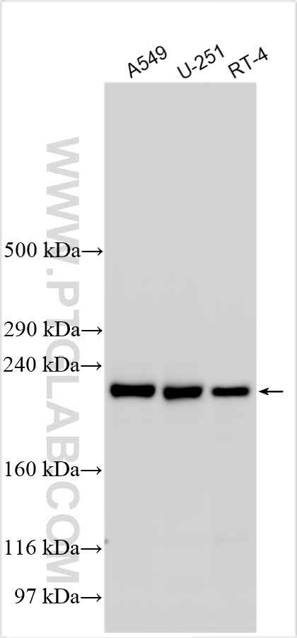 WB analysis using 32316-1-AP