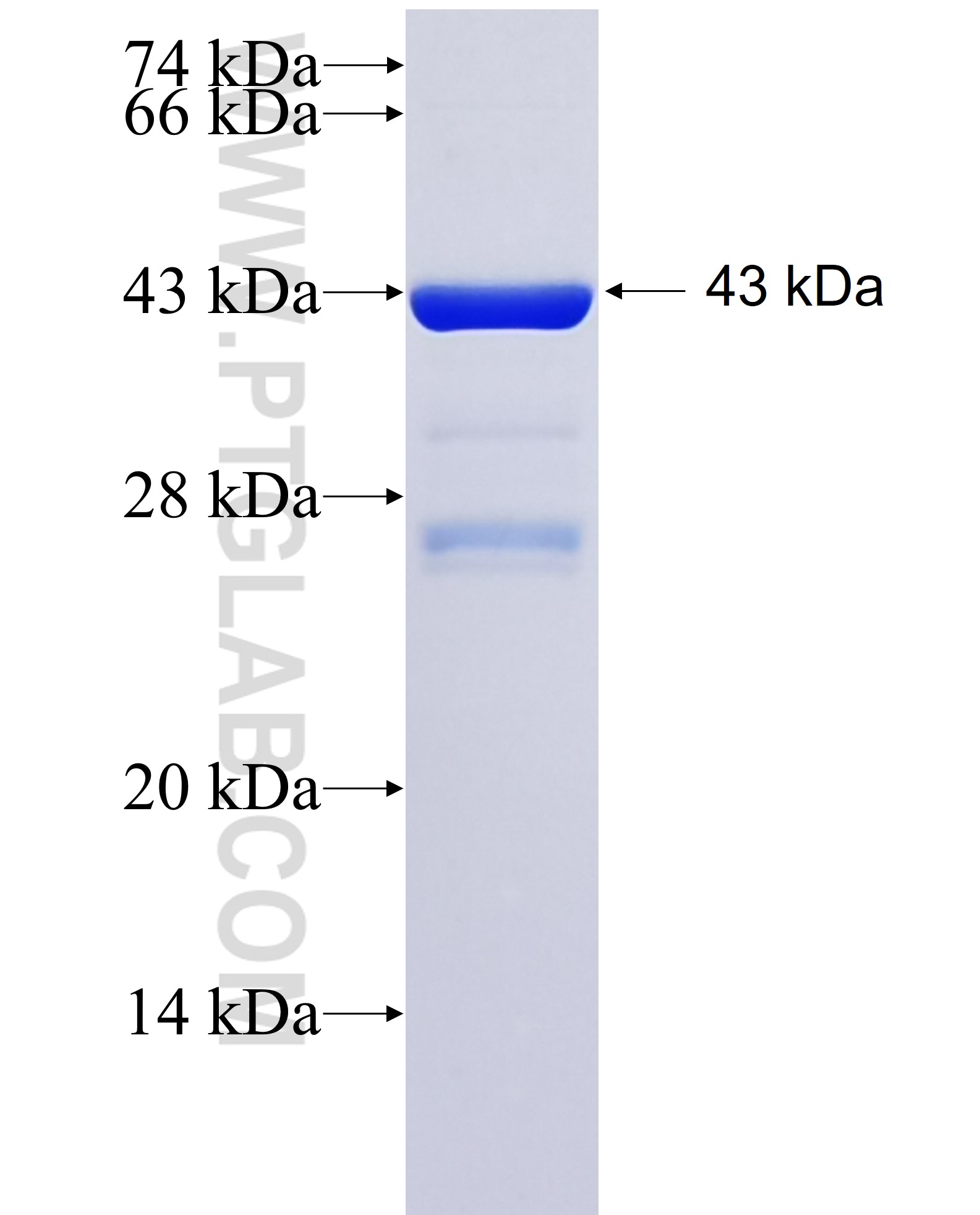 HEATR5B fusion protein Ag36352 SDS-PAGE